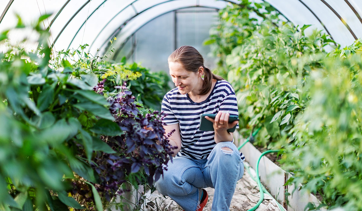 Young woman working in greenhouse with digital tablet. Image credit: iStock